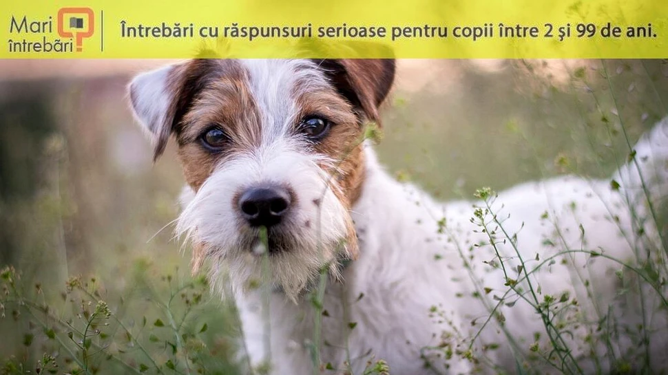 De ce majoritatea mamiferelor au 5 degete?