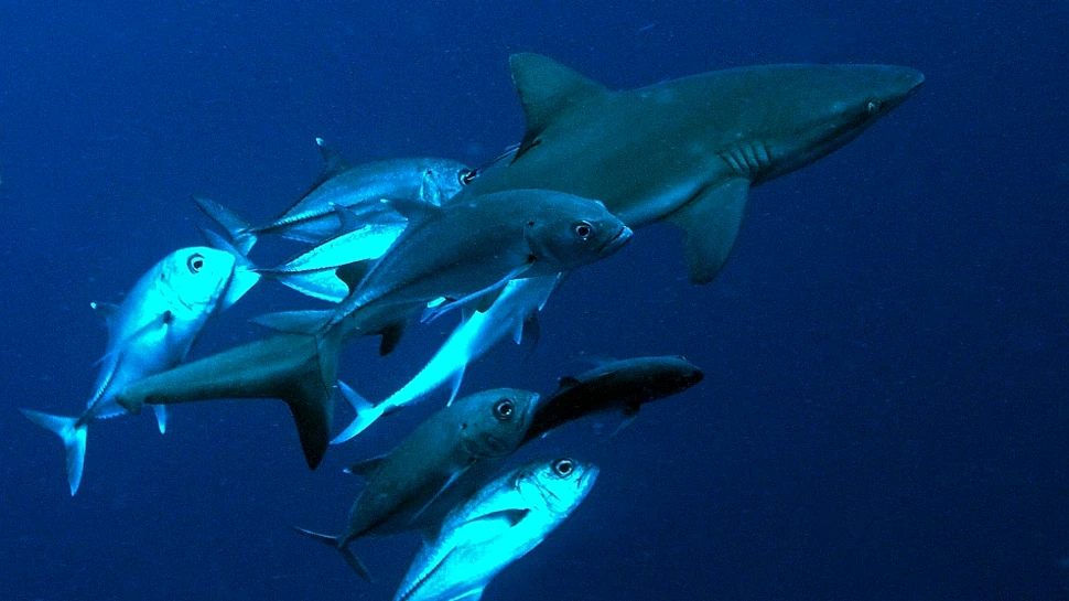 Din cauza oamenilor, Oceanul Pacific rămâne fără rechini de recif