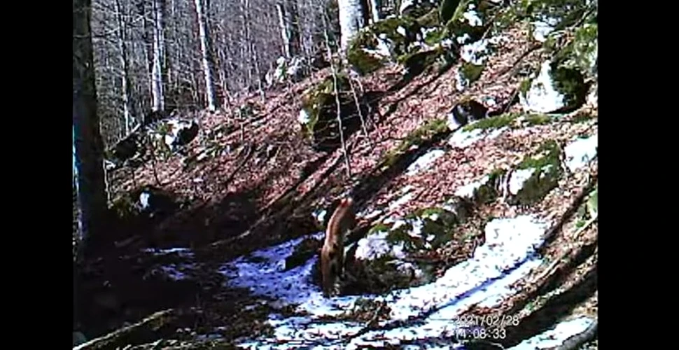 Imagini rare cu un râs, surprinse într-o pădure din Parcul Național Domogled – Valea Cernei