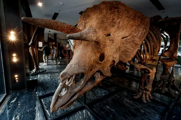 schelet triceratops Big John