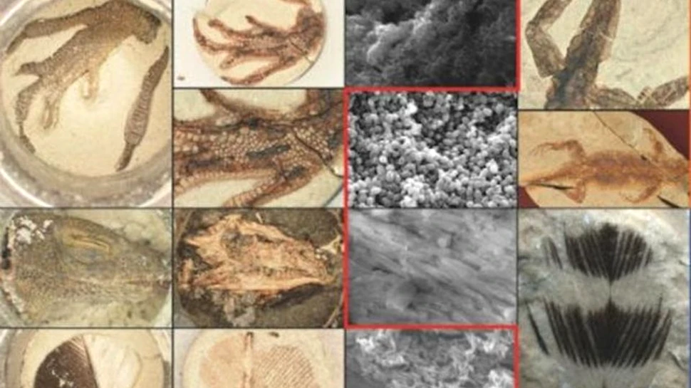Paleontologii au reuşit să creeze, în laborator, fosile extrem de asemănătoare cu cele reale