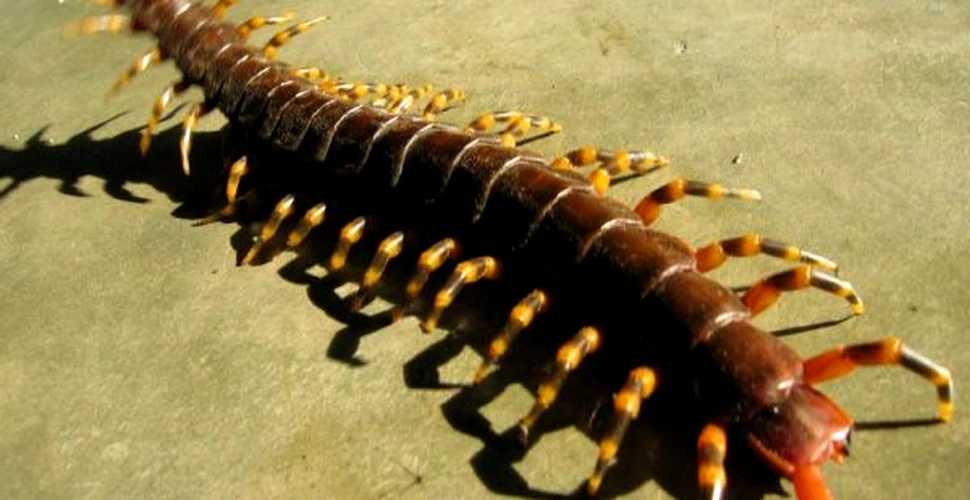 Centipedele, cele mai violente insecte din lume