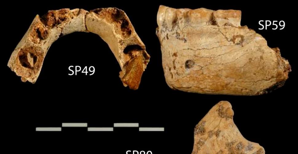 Cand a murit ultimul Neanderthalian?