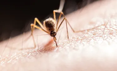 Am putea scăpa de malarie dacă ucidem toți țânțarii de pe Pământ?