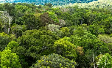 ”Aurul verde”: Pakistanul a plantat sute de milioane de arbori pentru a stopa despădurirea