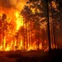 Incendiile de vegetație au provocat pierderi devastatoare în 2025