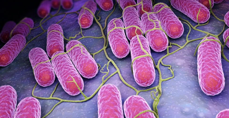 O nouă analiză genetică scoate la iveală istoria febrei enterice şi evoluţia genului de bacterie Salmonella din Europa Evului Mediu