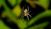 Un nou model statistic ajută cercetătorii să identifice speciile „invizibile” din ecosisteme