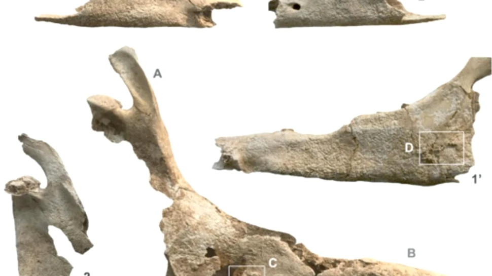 Cel mai vechi catâr cunoscut din Europa de Vest a murit acum 2.700 de ani. Ce se afla în mormântul acestuia?