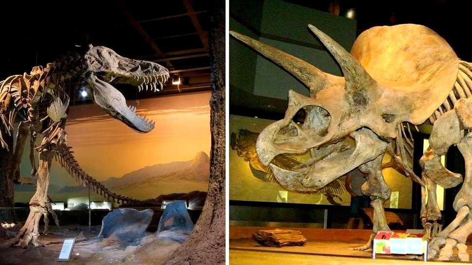 Scene de groază în lumea dinozaurilor: T. rex smulgea capetele uriaşilor Triceratops