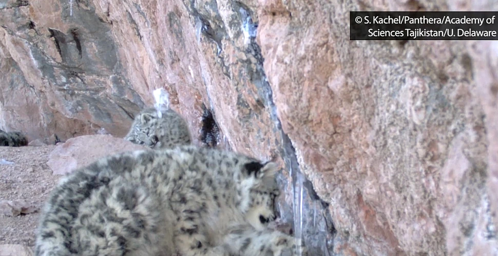 O cameră amplasată pe „acoperişul lumii” a filmat doi pui de leopard de zăpadă, o specie rară de feline (VIDEO)