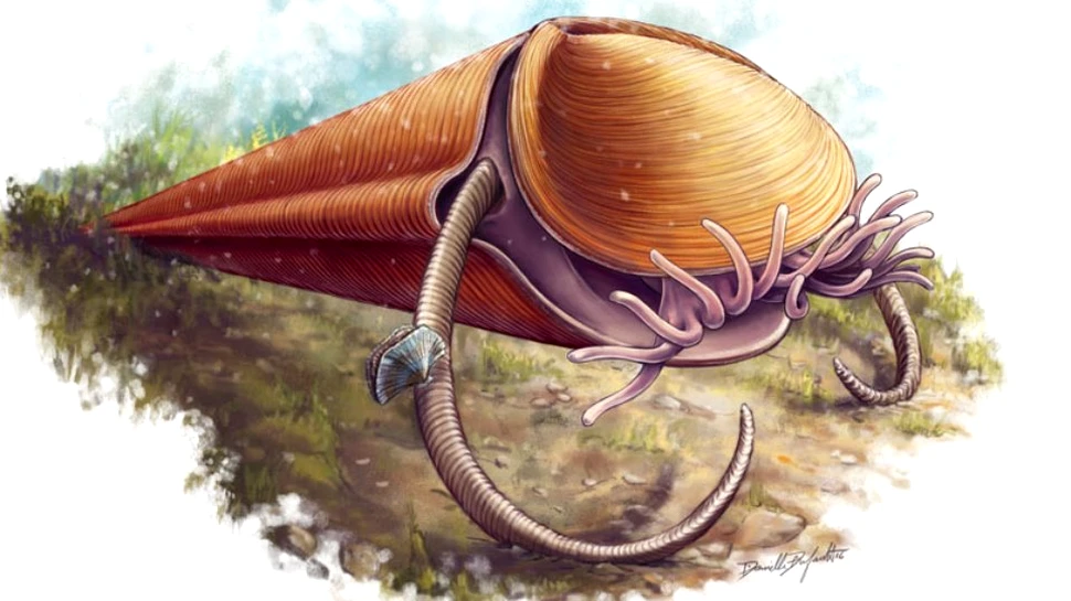 O nevertebrată antică ciudată şi-a găsit în sfârşit locul în arborele vieţii