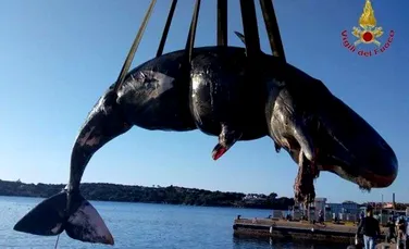 Caz tragic în Italia care scoate la iveală o mare problemă de mediu: o balenă gestantă a fost găsită moartă cu peste 20 de kilograme de plastic în stomac
