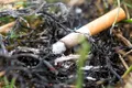O țigară aruncată la întâmplare a pornit incendiul de vegetație de la Poarta Albă