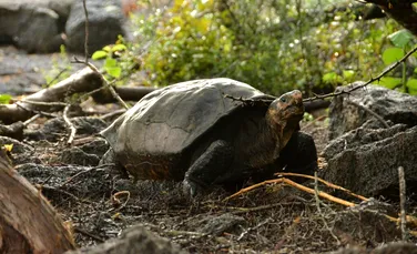 Țestoasa fantastică uriașă, considerată dispărută, a fost găsită în viață în Insulele Galapagos