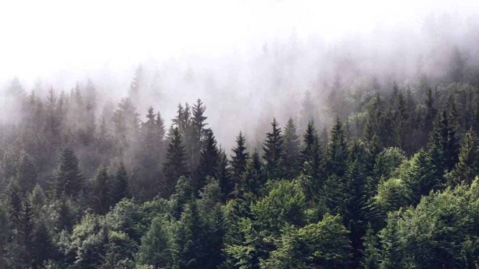 Cercetătorii au aflat efectele devastatoare pe care vremea extremă le are asupra absorbţiei de carbon