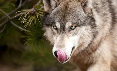 O haită de lupi a fost filmată într-o pădure din Parcul Naţional Piatra Craiului