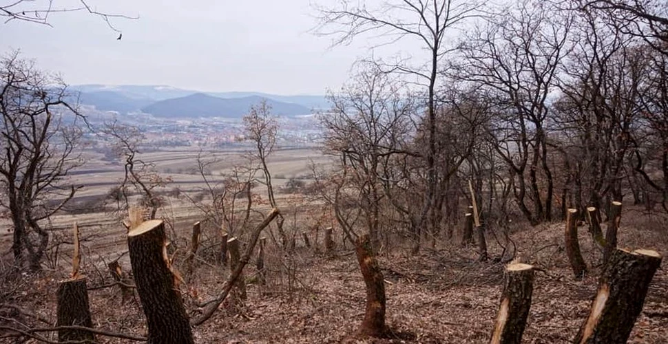 Pădurea Hoia-Baciu, celebră pentru ”fenomene paranormale”, a început să fie tăiată
