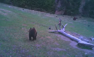 Imaginile cu doi urşi şi trei lupi din România i-au intrigat pe specialişti