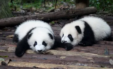 Tot ce trebuie ştiut despre urşii panda giganţi, unele dintre cele mai emblematice animale ale naturii