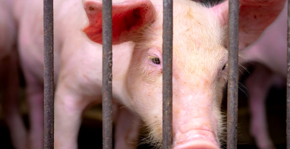 Pesta a decimat porcii. Cum este afectat ecosistemul?