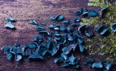 Materialele viitorului pot avea drept inspiraţie natura, dovadă un pigment din ciuperci care ar putea fi folosit ca semiconductor