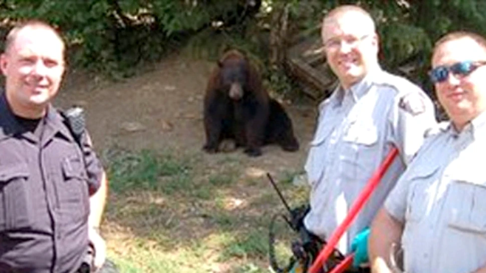 Plantaţie de cannabis păzită de 13 urşi (VIDEO)