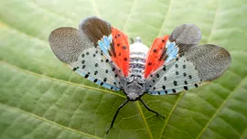 Cum a reușit o insectă să invadeze Statele Unite mai repede ca niciodată?