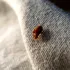 Ploșnițele par să aibă o rezistență genetică la pesticide