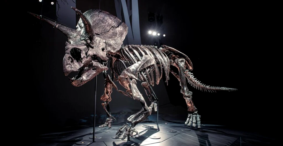 Un set aproape complet de fosile ce aparțin speciei Triceratops Horridus a fost descoperit de cercetători