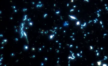 Microorganismele marine au un „creier colectiv”?