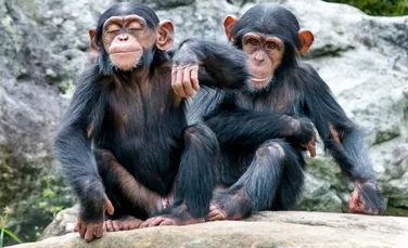 Ce au descoperit cercetătorii despre comportamentul homosexual la primate?