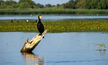 De ce vor statele UE să scape de cormorani?
