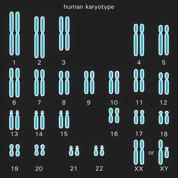 Specia umană are 23 de perechi de cromozomi: 22 de perechi de cromozomi somatici şi o pereche de cromozomi ai sexului (XX la femei, XY la bărbaţi).