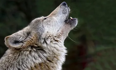 De ce urlă lupii? Oamenii de ştiinţă au dezlegat misterul