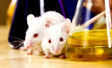 De ce are nevoie ştiinţa de şoareci de sex feminin