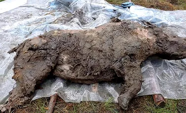 Un rinocer lânos tânăr, incredibil de bine conservat, descoperit după topirea permafrostului din Siberia