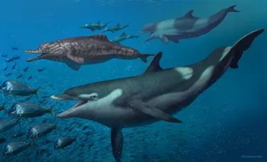 Specii de delfini necunoscute până acum, vechi de 20 de milioane de ani, au fost descoperite în Elveția