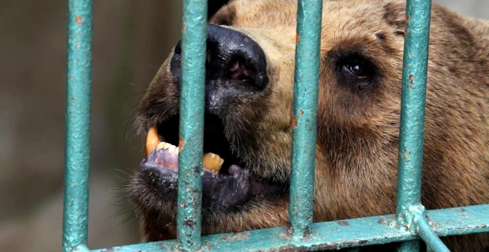 Doi urşi bruni au fost salvaţi dintr-o grădină zoologică neprimitoare şi transferaţi într-un refugiu din Croaţia – GALERIE FOTO