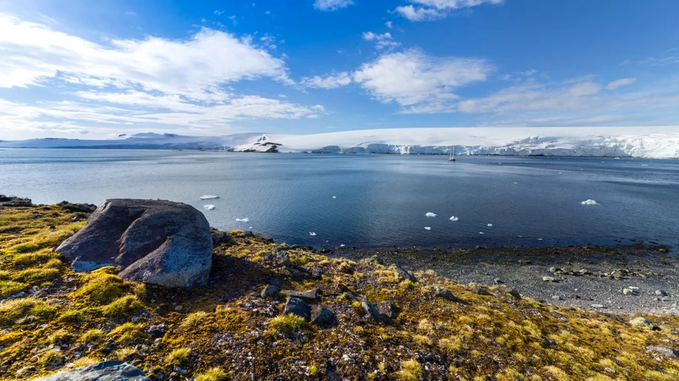 Florile din Antarctica arată amploarea încălzirii globale