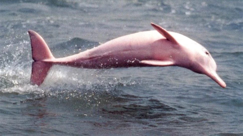 Este acesta unicul delfin roz de pe Pamant?