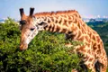 Raritate: o girafă fără pete s-a născut la o grădină zoo dintr-un stat american