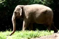 O instanță din New York a decis că elefantul Happy nu este persoană și rămâne la Zoo