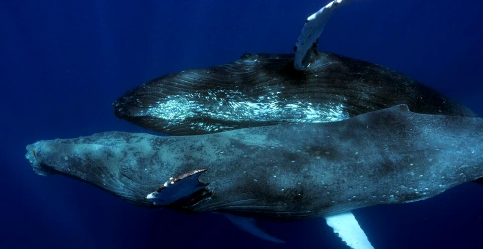 Prima filmare cu balene cu cocoașă în timpul împerecherii ridică unele semne de întrebare