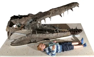 A fost expus craniul unuia din cei mai feroce prădători: pliozaurul din Dorset (VIDEO)