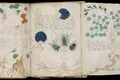 Manuscrisul Voynich: limbă pierdută sau cifru genial?