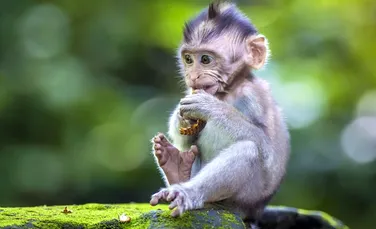 PREMIERĂ: O primată şi-a recăpătat mobilitatea în urma implantării unui cip în creier. Metoda va putea fi utilizată şi pe oameni