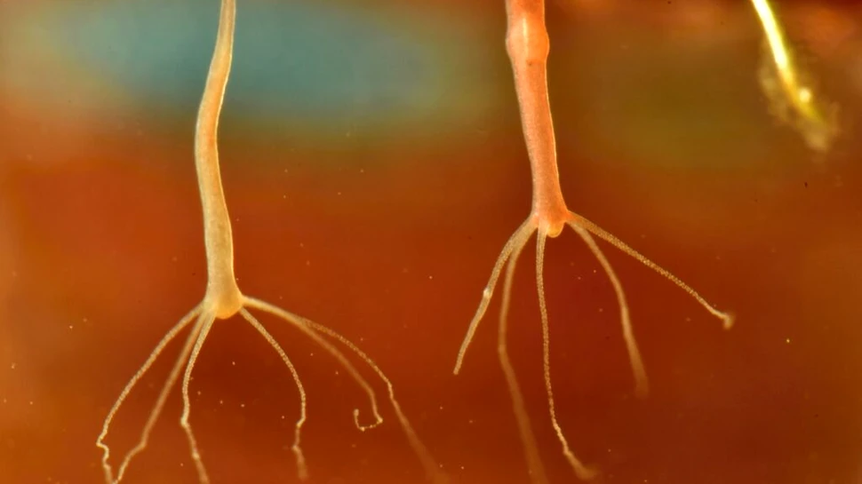 O creatură nemuritoare poate crea o formă de cancer contagioasă