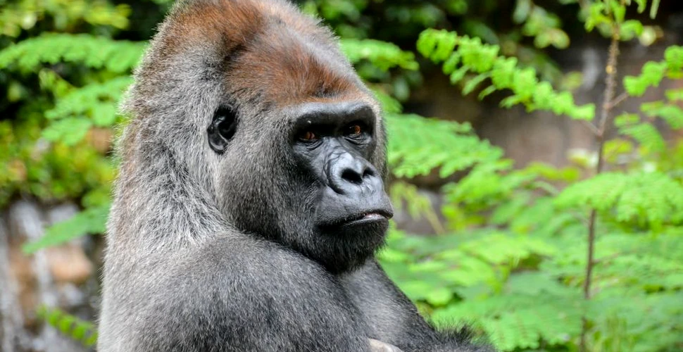 Cea mai faimoasă gorilă de munte a murit la vârsta de 38 de ani. Era cea mai longevivă membră a speciei