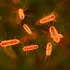 Proteina care ucide E. coli, creată cu ajutorul Inteligenței Artificiale